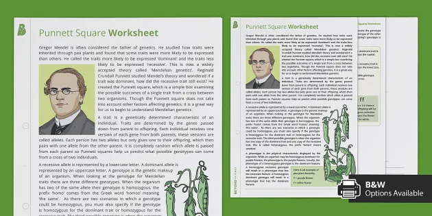 punnett square worksheet answers