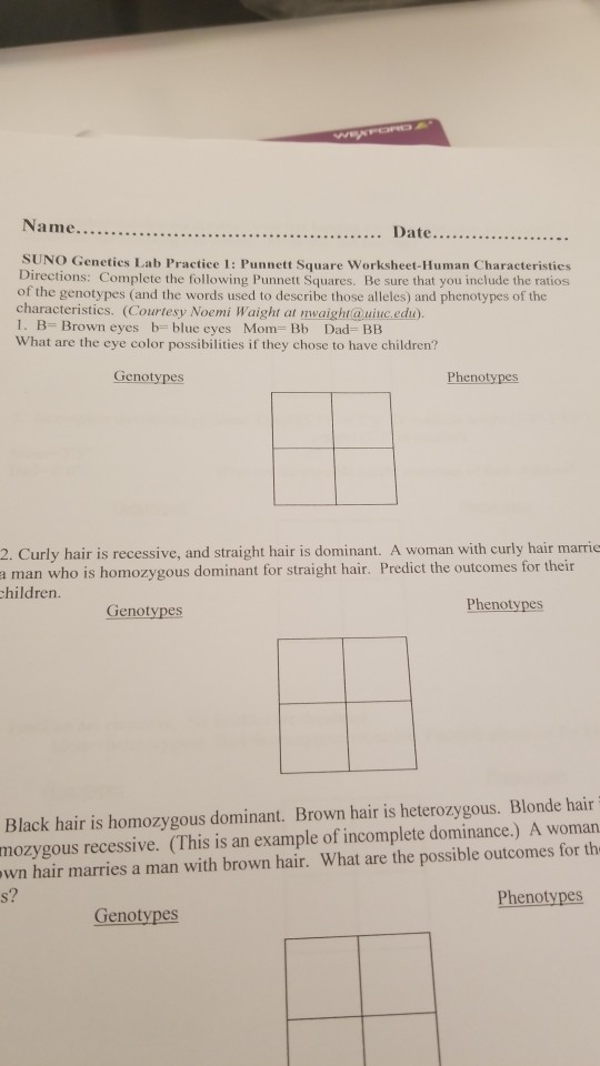 punnett square worksheet human characteristics answers