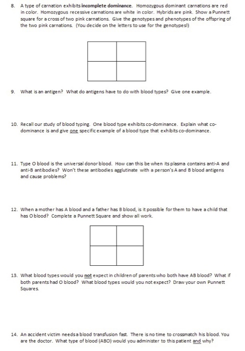 punnett square worksheet human characteristics answers