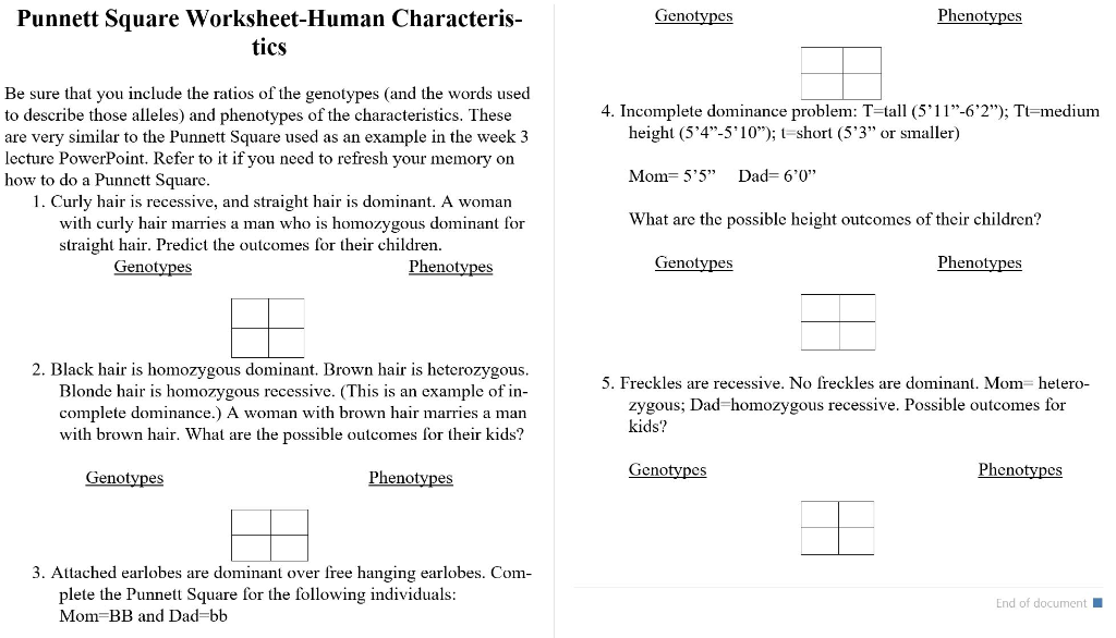 punnett square worksheet human characteristics