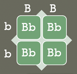 punnett square worksheet human characteristics