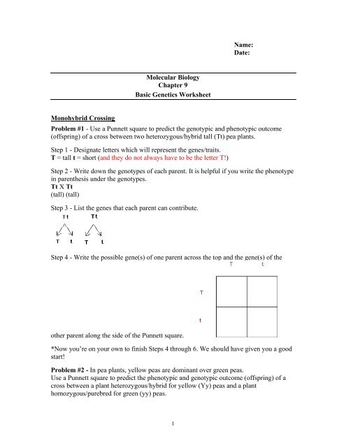 punnett square worksheet human characteristics