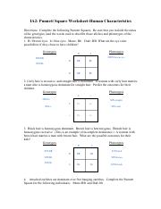 punnett square worksheet human characteristics
