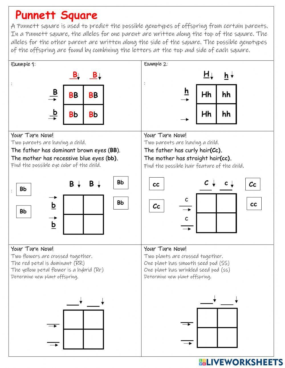 Punnett Square interactive worksheet  