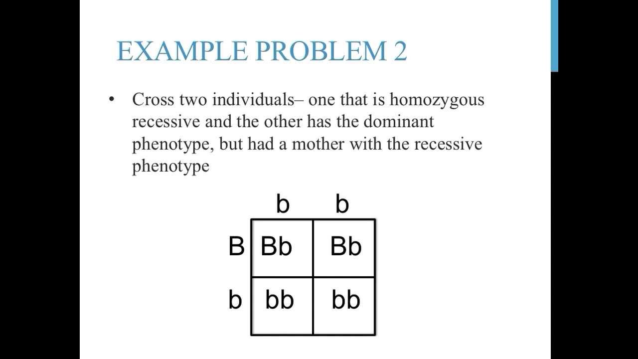 punnett square worksheet with answers