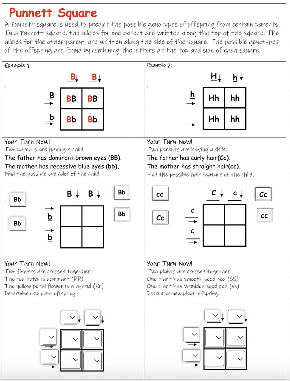 punnett square worksheet