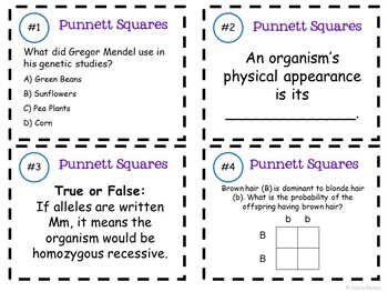 punnett squares worksheet for middle school