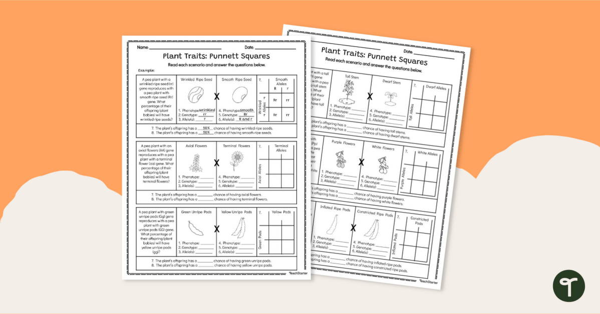 Punnett Square Worksheets | Teach Starter