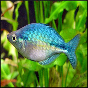 rainbow fish