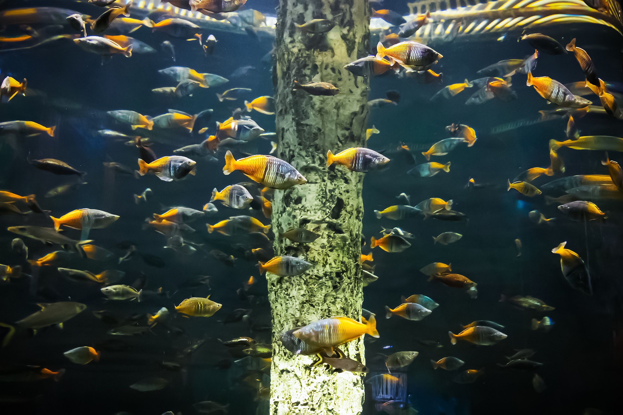 25 Colorful Species of Rainbowfish