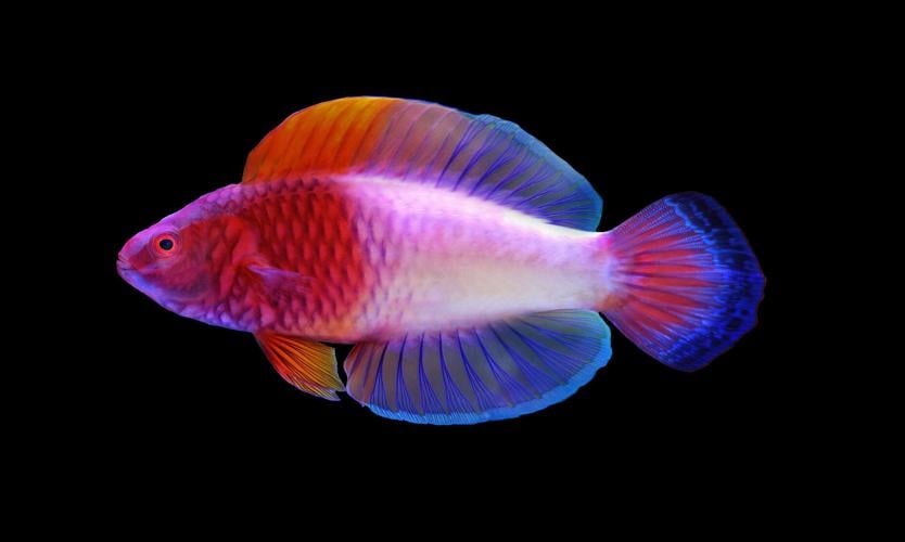 Meet a rainbow fish and other new species discovered in 2022 ...