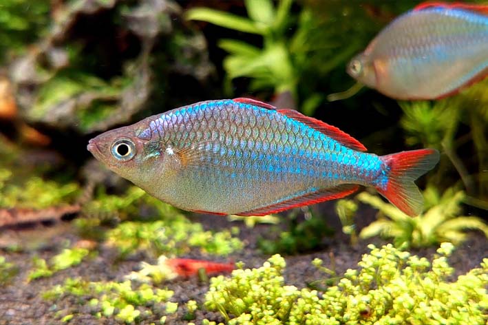 rainbow fish