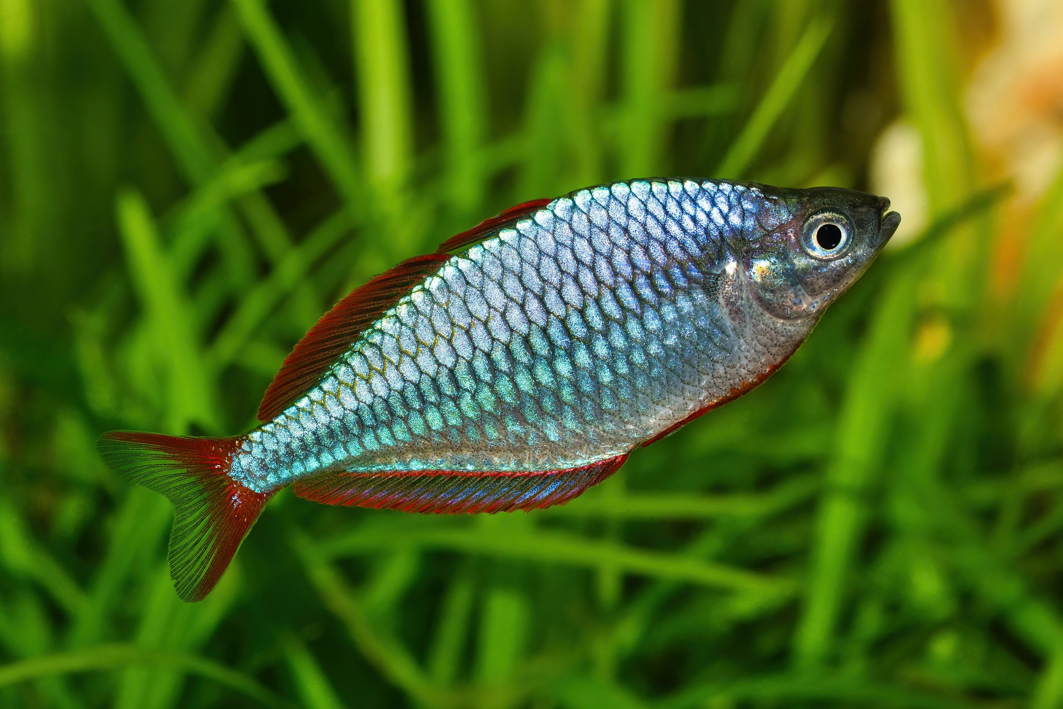 25 Colorful Species of Rainbowfish