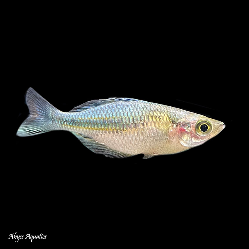 Buy Blue Rainbowfish Fast, Professional Service