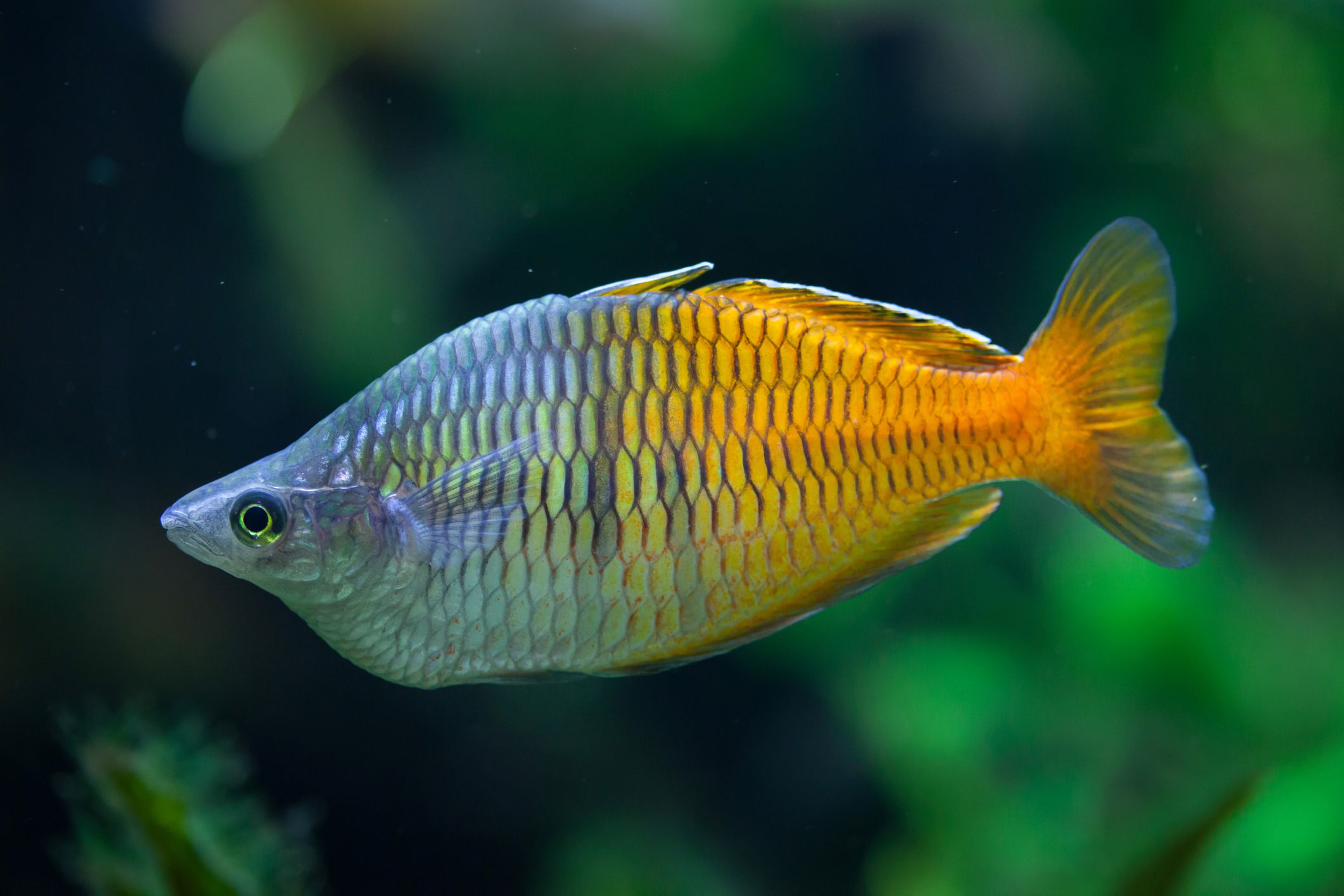25 Colorful Species of Rainbowfish