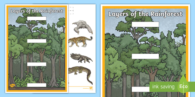 Layers of the Rainforest Habitat Cut and Stick Activity