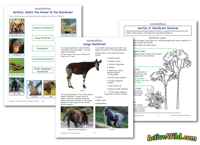 Rainforest Worksheets: Printable PDF Factsheets Download