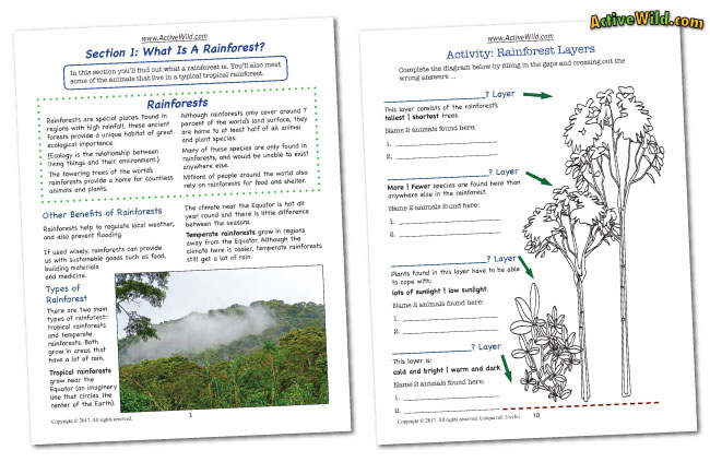 Rainforest Worksheets: Printable PDF Factsheets Download