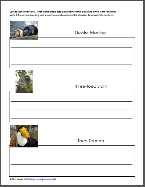 Rainforest Worksheets - Mamas Learning Corner