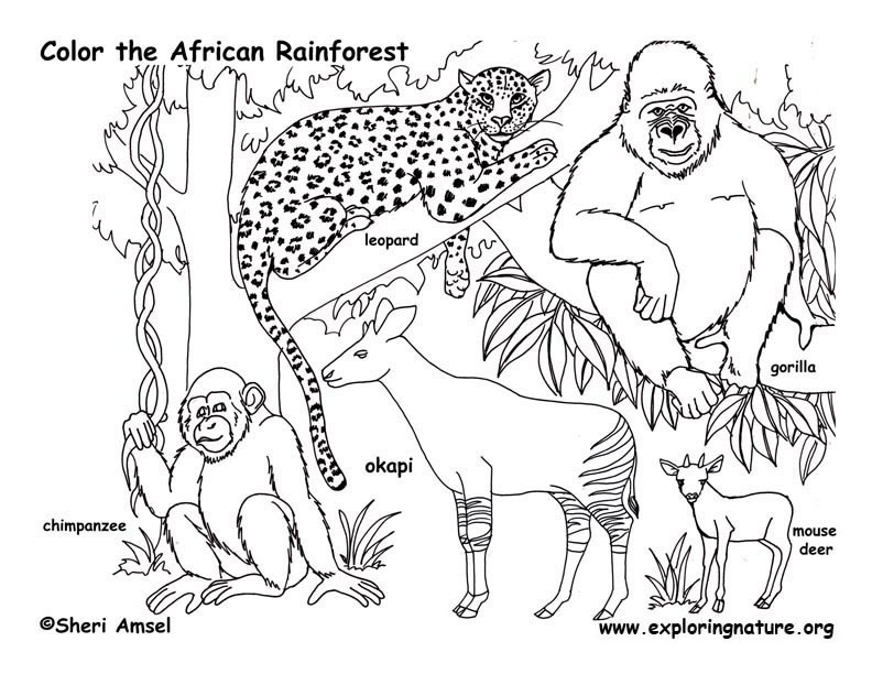 Rainforest Printables | kiddyhouse.com