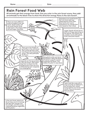 Rain Forest Food Web | Worksheet 