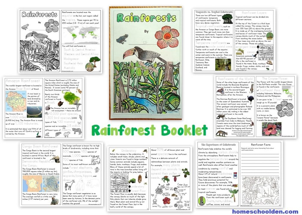 Rainforest Unit - Homeschool Den