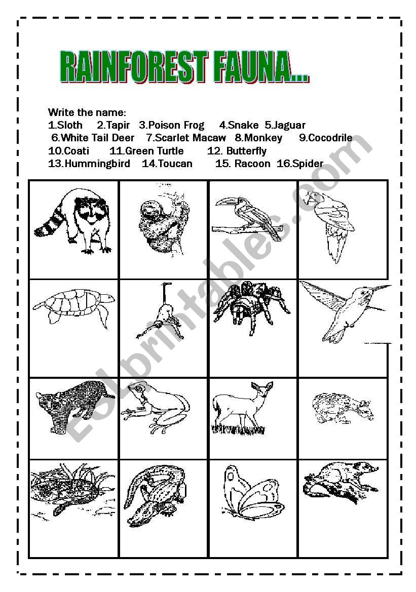 Rainforest Fauna - ESL worksheet by ilona