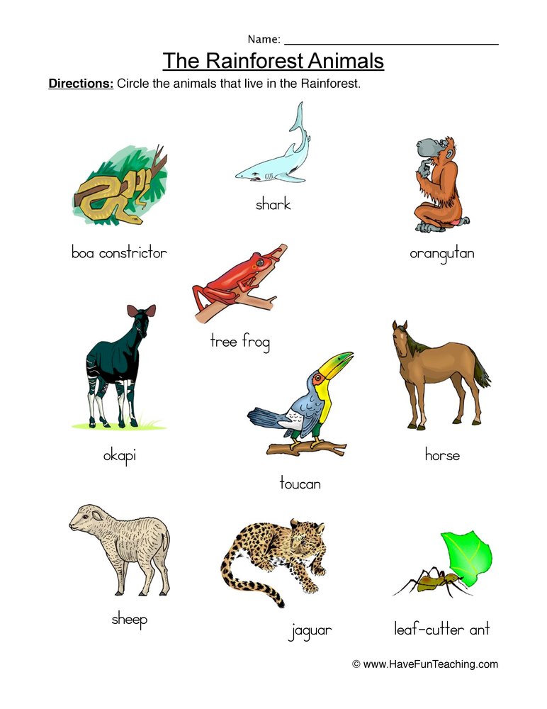 Rainforest Animals Worksheet  