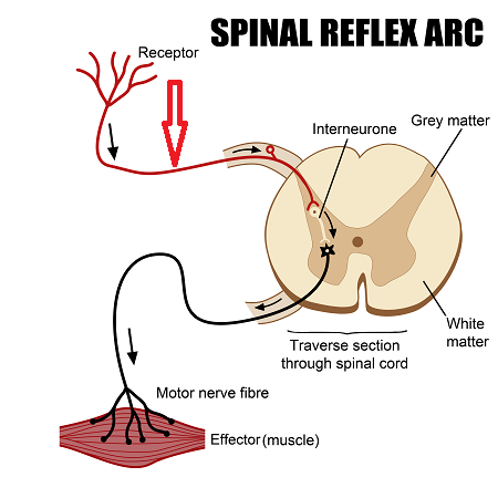 Quiz &  Worksheet - Reflex Arc | Study.com