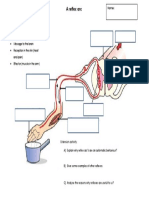 Reflex Arc Worksheet | PDF