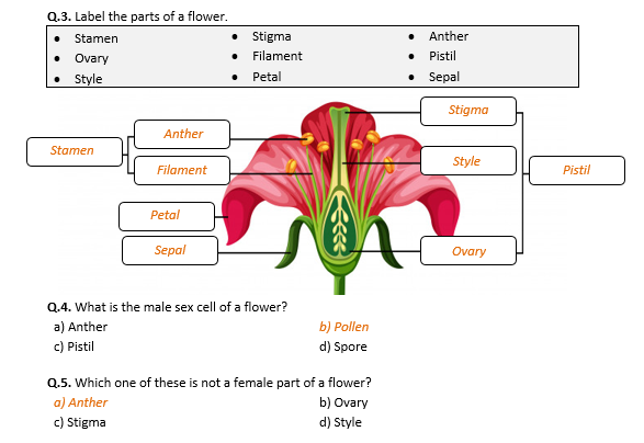 reproduction in plants worksheet