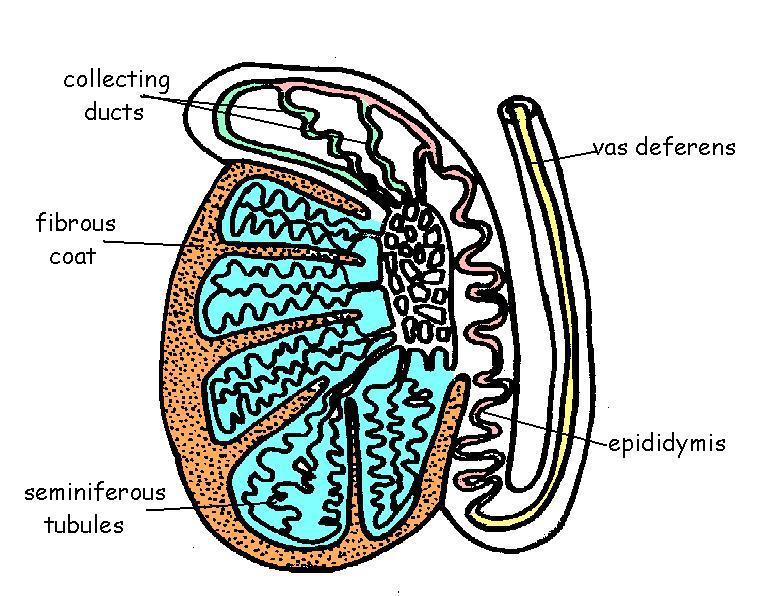 reproductive system worksheet answers