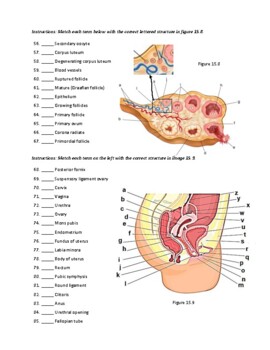 Worksheet 15.3: Anatomy of the Female Reproductive System