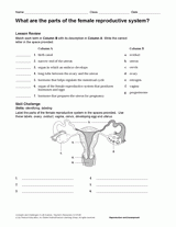 What Are the Parts of the Female Reproductive System? Human Body ...