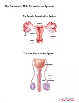 reproductive system worksheet high school