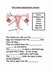 reproductive system worksheet high school