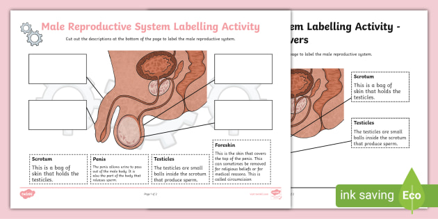 reproductive system worksheet middle school