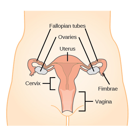 reproductive system worksheet middle school
