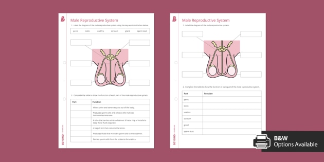 Male Reproductive System Worksheet | Beyond (teacher made)