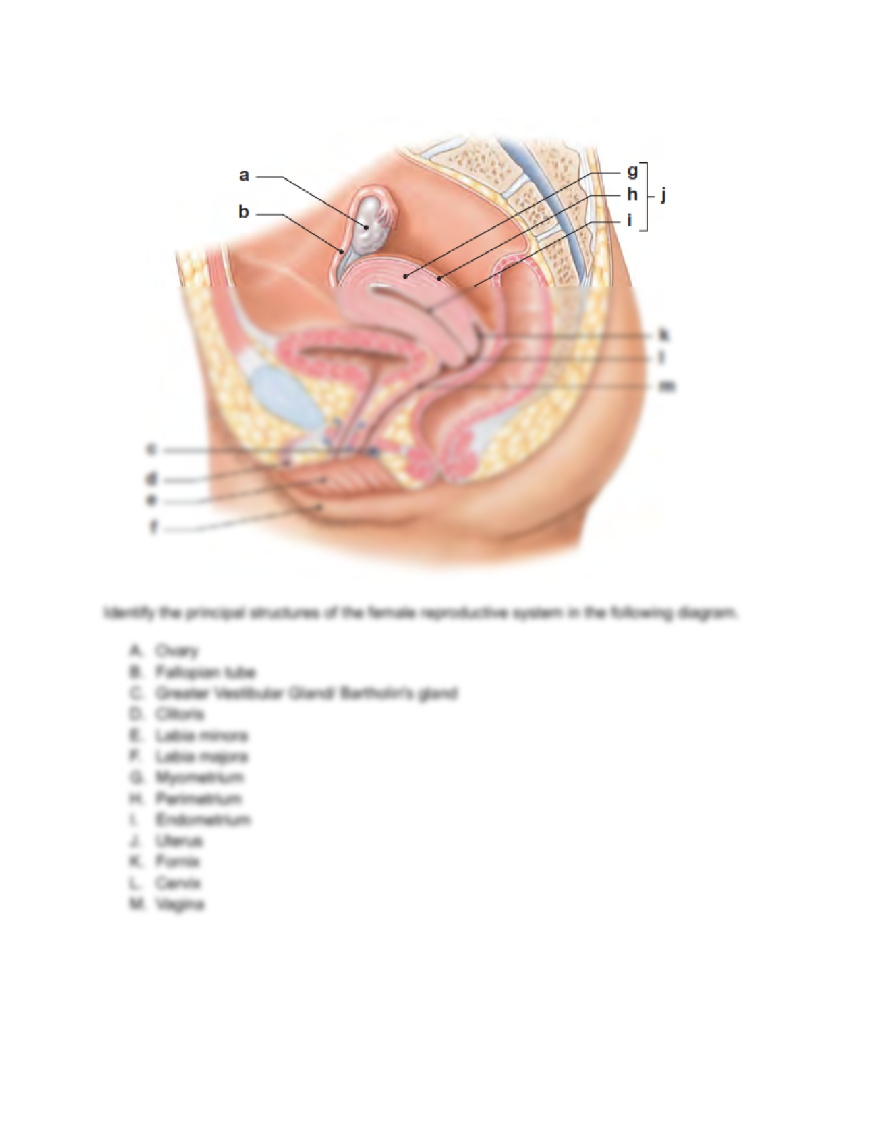 reproductive system worksheet middle school