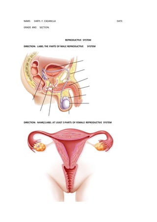 reproductive system worksheet middle school