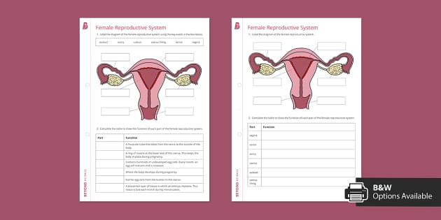 Female Reproductive System Worksheet | Beyond Secondary