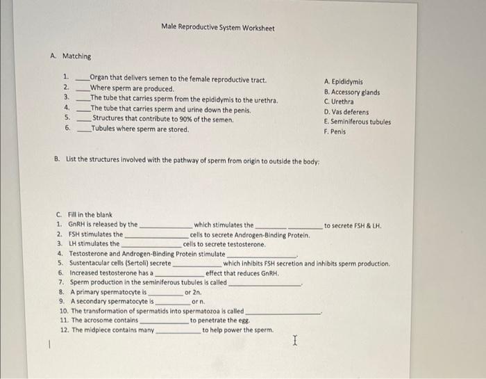 Solved Male Reproductive System Worksheet A Matching 1. 2 3 ...
