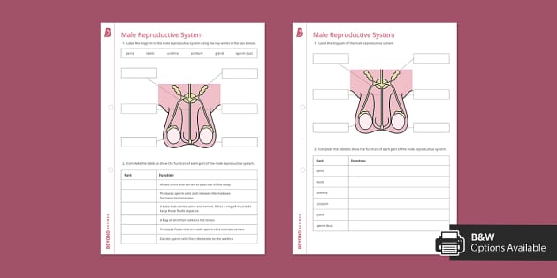 Male Reproductive System Worksheet | Beyond (teacher made)