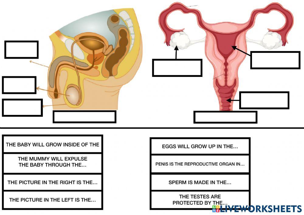 Reproductive system online pdf activity for GARDE 3 &  4 | Live ...