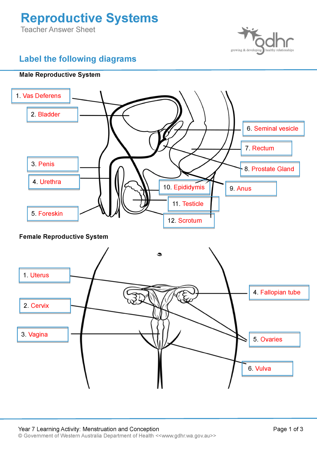 reproductive worksheet