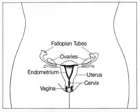 Quiz &  Worksheet - Female Reproductive System Structures | Study.com