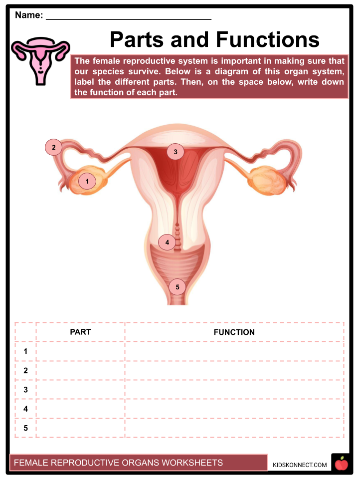 Female Reproductive System Facts &  Worksheets | The Menstrual Cycle