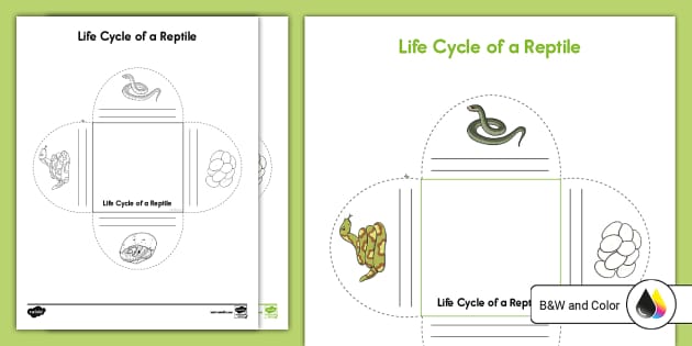 reptile worksheet for second grade