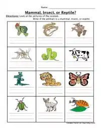 reptile worksheet